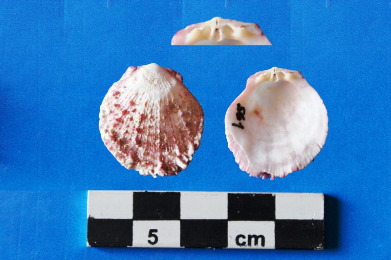 Verifica determinazioni